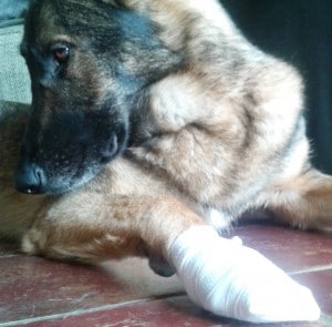 chien bandage patte