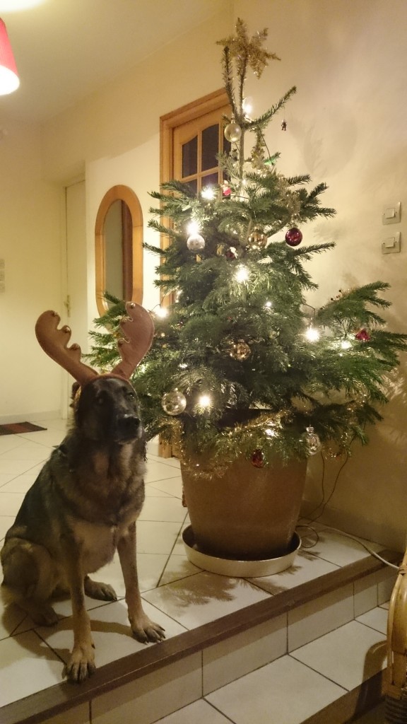 Noël chien